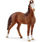 Klacz Marwari Horse Club SLH14897