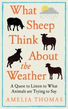 What Sheep Think About the Weather