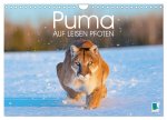Puma: Auf leisen Pfoten (Wandkalender 2026 DIN A4 quer), CALVENDO Monatskalender