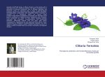 Clitoria Ternatea