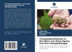 Trematodeninfektion in der Niere von Rana tigrina und ihre Histopathologie