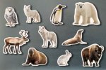 Magneticos animales polares