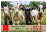 Ziegen - Bocksprung durch das Jahr (Wandkalender 2026 DIN A2 quer), CALVENDO Monatskalender