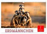 Erdmännchen - coole Typen (Wandkalender 2026 DIN A4 quer), CALVENDO Monatskalender