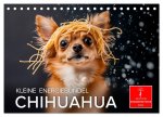 Chihuahua - kleine Energiebündel (Tischkalender 2026 DIN A5 quer), CALVENDO Monatskalender
