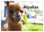 Alpakas im Paradies (Wandkalender 2026 DIN A4 quer), CALVENDO Monatskalender