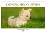 Enegiebündel Chihuahua - Temperament auf vier Pfoten (Wandkalender 2026 DIN A2 quer), CALVENDO Monatskalender