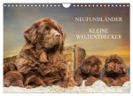 Neufundländer - Kleine Weltentdecker (Wandkalender 2026 DIN A4 quer), CALVENDO Monatskalender