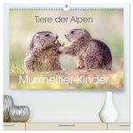 Tiere der Alpen - Murmeltier-Kinder (hochwertiger Premium Wandkalender 2026 DIN A2 quer), Kunstdruck in Hochglanz
