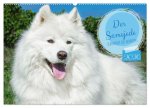 Der Samojede - Schönheit des Nordens (Wandkalender 2026 DIN A2 quer), CALVENDO Monatskalender