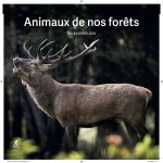 Calendrier Animaux de nos Forêts 2026