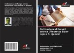 Coltivazione di funghi ostrica (Pleurotus sajor-caju e P. djamor)