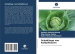 Schädlinge von Kohlpflanzen