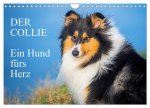 Der Collie - ein Hund fürs Herz (Wandkalender 2026 DIN A4 quer), CALVENDO Monatskalender