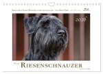Mit dem Riesenschnauzer durch das Jahr (Wandkalender 2026 DIN A4 quer), CALVENDO Monatskalender