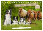 Border Collie - Das Universalgenie unter den Hunden (Tischkalender 2026 DIN A5 quer), CALVENDO Monatskalender