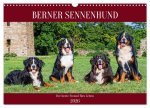 Berner Sennenhund - Der beste Freund fürs Leben (Wandkalender 2026 DIN A3 quer), CALVENDO Monatskalender