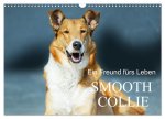 Ein Freund fürs Leben - Smooth Collie (Wandkalender 2026 DIN A3 quer), CALVENDO Monatskalender