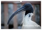 Australiens Vögel (Wandkalender 2026 DIN A3 quer), CALVENDO Monatskalender