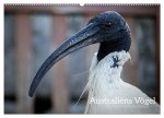 Australiens Vögel (Wandkalender 2026 DIN A2 quer), CALVENDO Monatskalender
