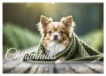 Chihuahuas - Kleine Hunde - große Temperamentbündel (Wandkalender 2026 DIN A2 quer), CALVENDO Monatskalender