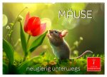 Mäuse - neugierig unterwegs (Wandkalender 2026 DIN A2 quer), CALVENDO Monatskalender