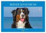 Berner Sennenhund - Ein Freund auf vier Pfoten (Wandkalender 2026 DIN A2 quer), CALVENDO Monatskalender