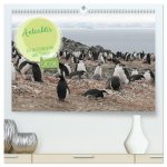 Antarktis Auf der Entdeckung ihrer Tierwelt (hochwertiger Premium Wandkalender 2026 DIN A2 quer), Kunstdruck in Hochglanz