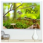 Pilze - Schätze am Waldboden (hochwertiger Premium Wandkalender 2026 DIN A2 quer), Kunstdruck in Hochglanz