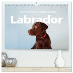 Labrador - Der Vierbeiner in Szene gesetzt. (hochwertiger Premium Wandkalender 2026 DIN A2 quer), Kunstdruck in Hochglanz