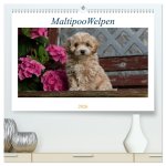 Maltipoo Welpen (hochwertiger Premium Wandkalender 2026 DIN A2 quer), Kunstdruck in Hochglanz
