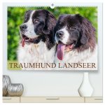 Traumhund Landseer (hochwertiger Premium Wandkalender 2026 DIN A2 quer), Kunstdruck in Hochglanz
