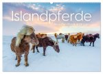 Islandpferde - Die süßen Pferde im Norden. (Wandkalender 2026 DIN A2 quer), CALVENDO Monatskalender