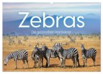 Zebras - Die gestreiften Vierbeiner. (Wandkalender 2026 DIN A2 quer), CALVENDO Monatskalender