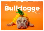 Die Bulldogge Henry (Wandkalender 2026 DIN A3 quer), CALVENDO Monatskalender