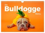 Die Bulldogge Henry (Wandkalender 2026 DIN A4 quer), CALVENDO Monatskalender