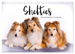 Shelties - Die zuckersüßen Vierbeiner. (Wandkalender 2026 DIN A4 quer), CALVENDO Monatskalender