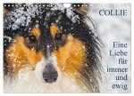 Collies - Eine Liebe für immer und ewig (Wandkalender 2026 DIN A4 quer), CALVENDO Monatskalender
