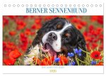 Berner Sennenhund - Eine Liebe für's Leben (Tischkalender 2026 DIN A5 quer), CALVENDO Monatskalender
