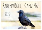 Rabenvögel - ganz nah (Wandkalender 2026 DIN A2 quer), CALVENDO Monatskalender