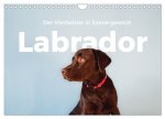 Labrador - Der Vierbeiner in Szene gesetzt. (Wandkalender 2026 DIN A4 quer), CALVENDO Monatskalender