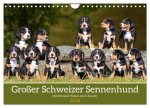 Großer Schweizer Sennenhund - Mit Schweizer Welpen durch das Jahr (Wandkalender 2026 DIN A4 quer), CALVENDO Monatskalender