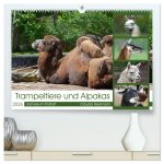 Trampeltiere und Alpakas (hochwertiger Premium Wandkalender 2026 DIN A2 quer), Kunstdruck in Hochglanz