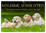 Goldige Aussichten - Mit Golden Retriever Welpen durch das Jahr (Wandkalender 2026 DIN A2 quer), CALVENDO Monatskalender