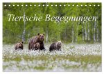 Tierische Begegnungen (Tischkalender 2026 DIN A5 quer), CALVENDO Monatskalender