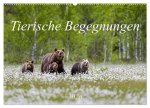 Tierische Begegnungen (Wandkalender 2026 DIN A2 quer), CALVENDO Monatskalender