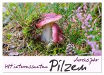 Mit interessanten Pilzen durchs Jahr (Wandkalender 2026 DIN A2 quer), CALVENDO Monatskalender