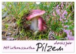Mit interessanten Pilzen durchs Jahr (Wandkalender 2026 DIN A4 quer), CALVENDO Monatskalender