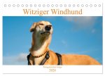 Witziger Windhund - Portugiesischer Galgo (Tischkalender 2026 DIN A5 quer), CALVENDO Monatskalender
