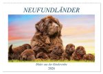 Neufundländer - Bilder aus der Kinderstube (Wandkalender 2026 DIN A2 quer), CALVENDO Monatskalender